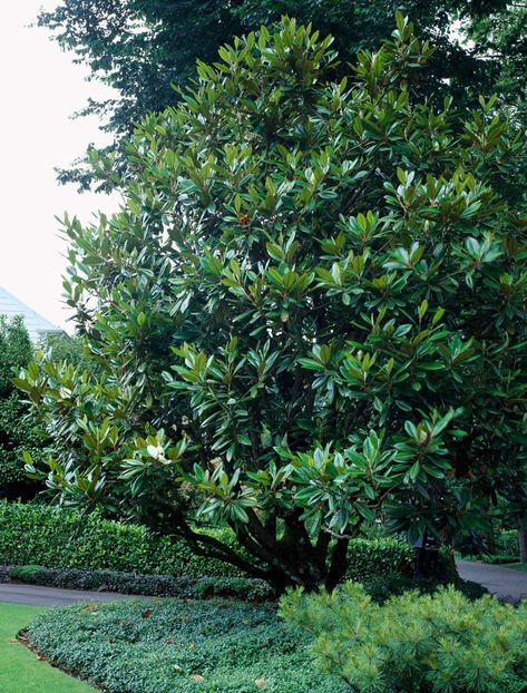 Landscape With Magnolia Tree, Southern Magnolia Tree Landscaping, Evergreen Magnolia Tree, Landscaping Around Magnolia Tree, Magnolia Landscaping Ideas, Magnolia Trees Landscaping, Magnolia Garden, Little Gem Magnolia Tree Landscaping, Magnolia Tree