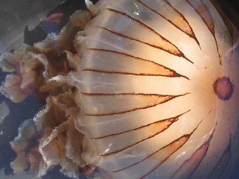 The compass jellyfish Chrysaora hysoscella swimming in a marina. Compass Jellyfish, Jellyfish Art, The Compass, The Marine, Marine Biology, Marine Life, Jellyfish, Sea Life, Compass