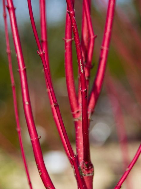 Silky Dogwood, Cornus Sericea, Dogwood Shrub, Red Osier Dogwood, Branch Decoration, Red Dogwood, Winter Container Gardening, Red Twig Dogwood, Twig Dogwood