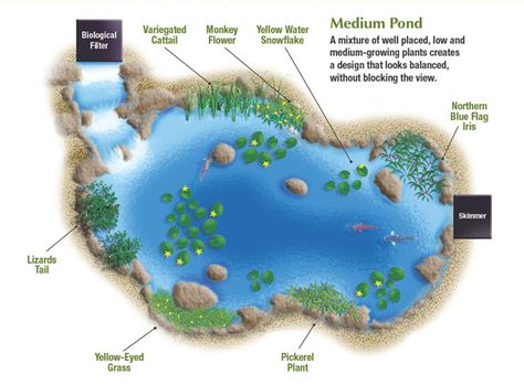 How to Plant a Medium Pond Blue Flag Iris, Large Pond, Pond Kits, Building A Pond, Garden Pond Design, Fountains Backyard, Pond Landscaping, Backyard Water Feature, Natural Pond