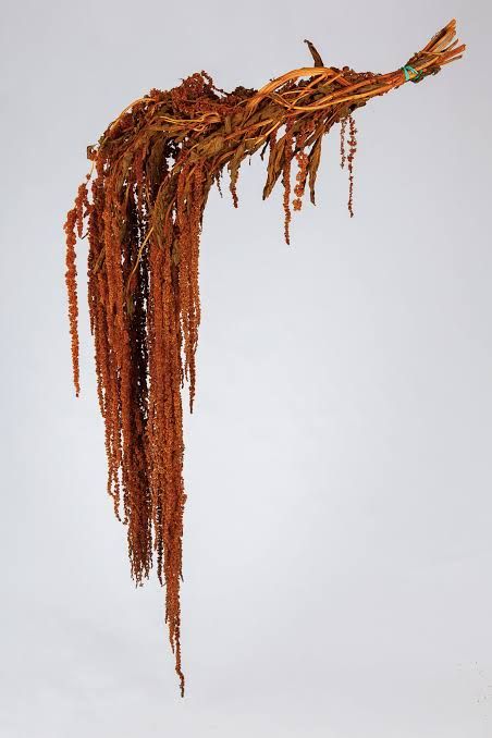 Bronze Amaranthus, Dry Flowers, St Regis, Put A Ring On It, Dried Flowers, Design Elements, Google Search, Ring, Flowers