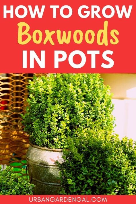 Growing boxwoods in containers Boxwood Landscaping, Landscaping Shrubs, Plant Stand With Wheels, Buxus Sempervirens, Boxwood Plant, Box Wood Shrub, Container Garden Design, Plant Box, Planting Shrubs