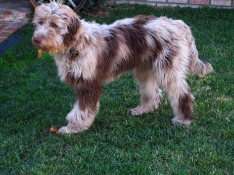 Red Merle Aussiedoodle, Australian Shepherd Poodle Mix, Merle Aussiedoodle, Red Merle Aussie, Aussie Doodle, Chocolate Labradoodle, Australian Labradoodle Puppies, Dog Crossbreeds, Labradoodle Puppies