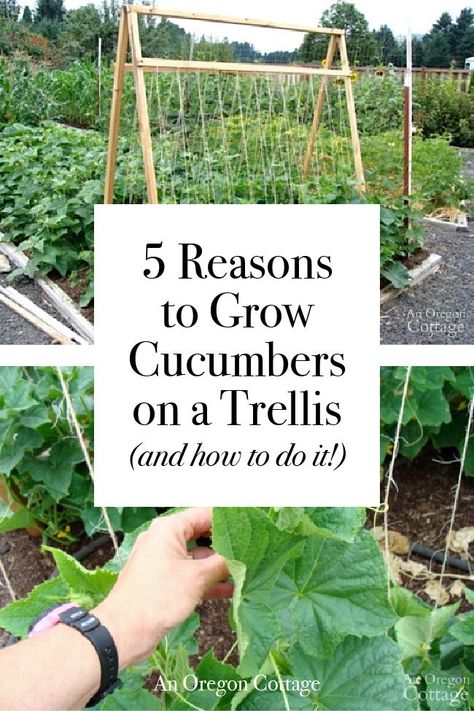 5 Reasons why growing cucumbers on a trellis is the best way to grow them, no matter the size of your garden and how to grow them vertically for the best results! Raised Bed Diy, Trellis Raised Bed, Cucumber Trellis Diy, Trellis Diy, Grow Cucumbers, Growing Squash, Cucumber Gardening, Growing Zucchini, Cucumber Trellis