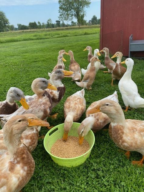 Saxony Ducklings for sale, 3months and 6months old , Ancona Ducks, Pekin Ducks, Farm Goals, Ducks And Chickens, Duck Photography, Pekin Duck, Farm Aesthetic, Duck Breeds, Greenhouse Farming