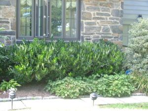 "Otto Luyken” Cherry Laurel Mixing Evergreens And Perennials, English Laurel Landscaping, Cherry Laurel Shrub, Cherry Laurel Landscaping, Otto Luyken Laurel Front Yards, Laurel Bushes Landscaping, Skip Laurel Landscape, Foundation Plantings For Front Of House, Otto Luyken Laurel