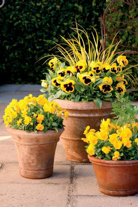 Full Sun Container Plants, Full Sun Flowers, Fall Container Gardens, Fall Containers, Container Garden Design, Full Sun Plants, Container Gardening Flowers, Fall Planters, Diy Gardening