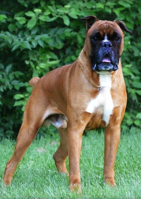 Brindle Boxer Puppies, Boxer Puppies For Sale, American Boxer, Brindle Boxer, Big Dog Breeds, Scary Dogs, Boxer Puppies, Companion Dog, Wolf Dog