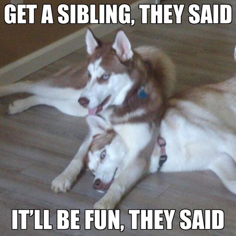 Husky Meme, Funny New Years Memes, Husky Quotes, Husky Humor, Funny Husky, Husky Funny, Husky Lover, Dog Quotes Funny, My Husky