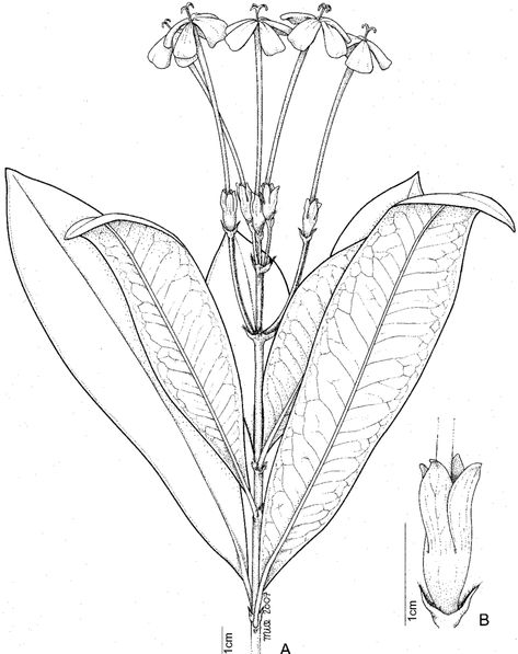 Ixora trimera. A—flowering branch; B—bracteoles, ovary and calyx. Drawn by mia Scheerlinck. Based on coll. ignot. 6500-SF Ixora Plant, Roots Illustration, Colors Of The Wind, Botanical Drawing, Cross Section, Botanical Drawings, Plant Flower, Natural Products, Cactus Plants