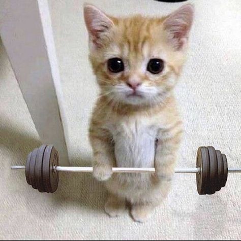 Cat Working Out At Gym, Gym Cat Pfp, Cat Working Out, Funny Gym Pics, Silly Images Cat, Cat Lifting Weights, Muscular Cat, Gym Meme, Standing Cat