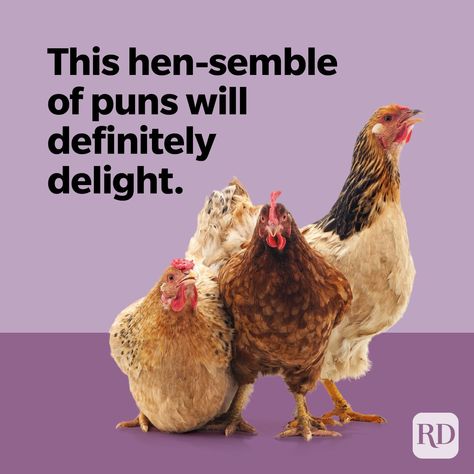 30 Chicken Puns That Are Eggs-traordinarily Funny Funny Quotea, Funny Chicken Quotes, Chicken Puns, Chicken Quotes, Chicken Jokes, Easy Cheap Dinner Recipes, Horse Jokes, Egg Pictures, Kid Jokes