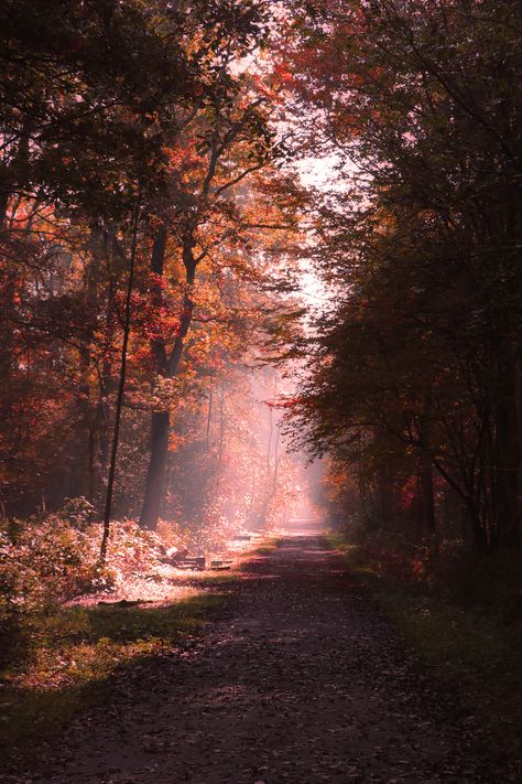 Fall Moodboard, Magical Landscape, Fall Pics, Paddy Kelly, Nature Light, Fall Trees, Fall Landscape, Beautiful Scenes, Wish I Was There