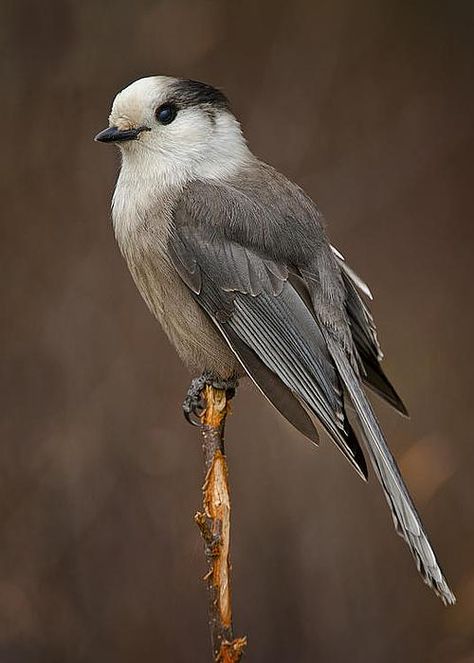 Gray Jay Scotland Images, Gray Jay, Akhal Teke Horses, Prehistoric Wildlife, Metal Shaping, Birds In The Sky, Birds And The Bees, Jay Bird, Sketch A Day