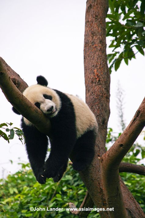 Panda having a nap at the Chengdu Panda Research Station, the biggest facility of this kind in the world.  The giant panda is the most famous endangered animal species. The research station is home to sixty giant panda but also has some red pandas. Socialist Modernism, Panda Tree, 3 Panda, Funny Panda Pictures, Cute Tattoo Ideas, Panda Stuff, Big Panda, Chinese Panda, Research Station