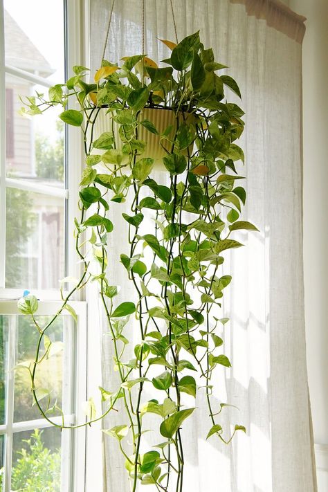 The best trailing houseplants for every part of the house Marble Pothos, Platycerium Bifurcatum, Hindu Rope Plant, Shade Tolerant Plants, Lipstick Plant, Best Plants, Pothos Plant, Bathroom Plants, Indoor Flowers