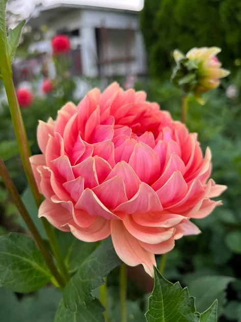 Secret Garden Design, Dahlia Farm, Garden Romantic, Flower Reference, Growing Dahlias, Flower Colour, Weird Plants, Month Of April, Fruit Baskets