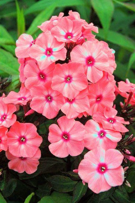 Phlox Plant, Pink Perennials, Phlox Paniculata, Creative Garden Decor, Balcony Flowers, Artificial Plants Outdoor, Pink Plant, Flower Therapy, Garden Landscape Design