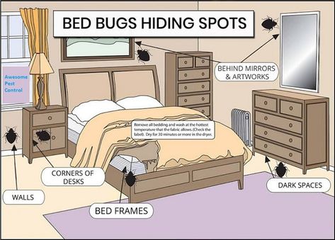 Get Rid of all types of Bed Bugs. Remove Bed Bugs from your commercial and residential areas. Get instant and quick results with #BedBugsControlServices. #BedBugsController is certified, experienced, and licensed. Remove #BedBugsInfestations with proper #BedBugsTreatment. #BedBugs will be problems no more. Hiding Spots In Bedroom, Homemade Flea Spray, Signs Of Bed Bugs, Cleaning Routines, Rid Of Bed Bugs, Flea Spray, Diy Pest Control, Best Pest Control, Bug Control