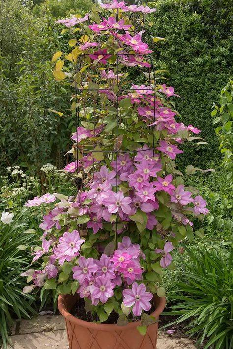 Clematis In A Pot, Growing Clematis, Clematis Care, Clematis Trellis, Climbing Clematis, Clematis Plants, Clematis Flower, Clematis Vine, Garden Containers