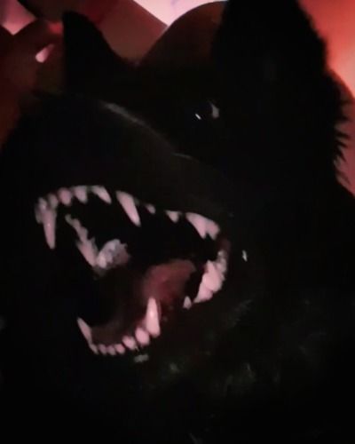 Canine Teeth Aesthetic, Hell Hound Aesthetic, Feral Animal Aesthetic, Dog Teeth Aesthetic, Bad Dog Aesthetic, Feral Dog Aesthetic, Starflesh Core Aesthetic, Werewolf Core, Starflesh Core Dog