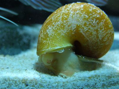 Aquarium Snails, Snails Recipe, Snail Tank, Baby Snail, Apple Snail, Snail And The Whale, Pet Snails, Amazing Aquariums, Snails In Garden