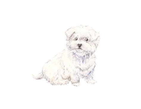 Maltese Illustration, Golden Retriever Pup, White Maltese, Coton De Tulear, Pets Drawing, Maltese Puppy, Watercolor Cat, Watercolor Dog, Dog Illustration