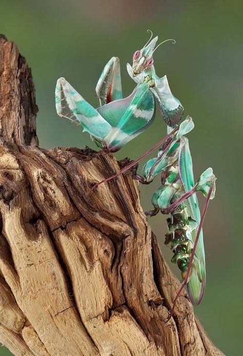 Flower Mantis, Weird Insects, Strange Animals, Cool Insects, Insect Photography, Insect Collection, Cool Bugs, Beautiful Bugs, Praying Mantis