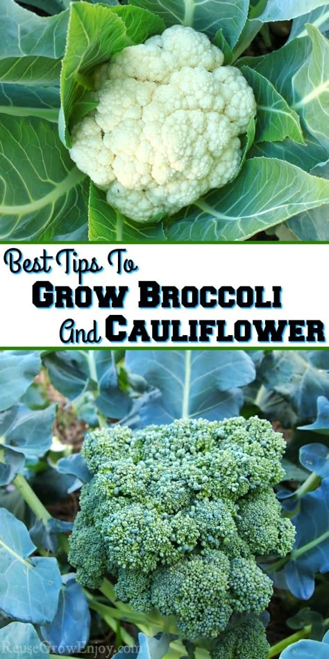 How To Grow Cauliflower, Grow Cauliflower, Growing Cauliflower, Grow Broccoli, Broccoli Plant, Growing Broccoli, Growing Vegetables In Pots, Broccoli And Cauliflower, Tattoo Plant