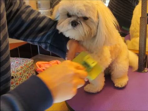 Chien Shih Tzu, Shih Tzu, Animals