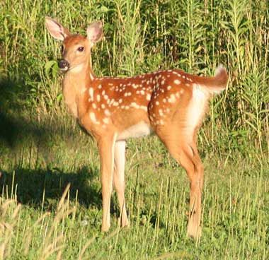 white-tailed deer fawn with spots White Tailed Deer, Funny Deer, Fawns Deer, Deer Photos, Deer Pictures, Deer Family, Roe Deer, Animal Magic, A Deer