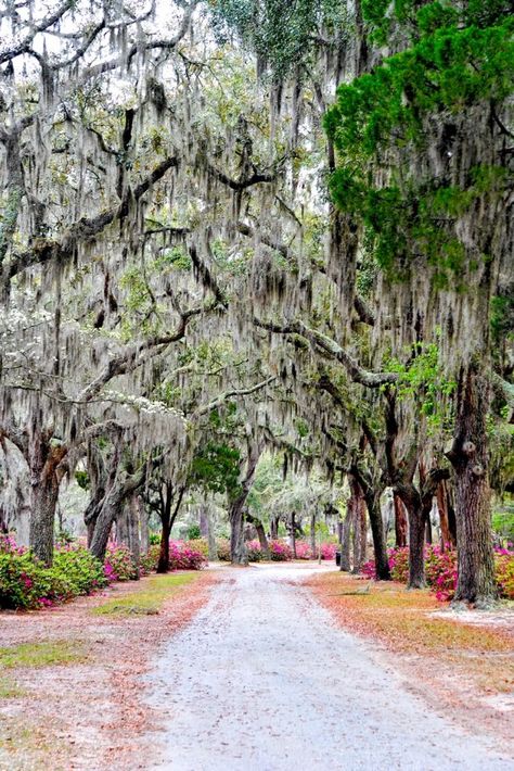 15 Best Tours In Savannah GA Worth The Spend - Southern Trippers Spanish Moss Family Photos, Bonaventure Cemetery Savannah Ga, Savannah Gardens, Georgia Trip, Savannah Tours, Bonaventure Cemetery, Bright Pink Flowers, Historic Savannah, Downtown Savannah