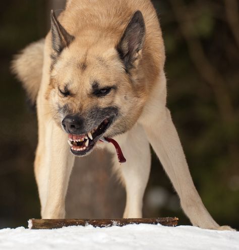 Aggressive Pose Reference, Puppy Aggression, Which Dog Are You, When You're Angry, Dog Reference, Dog Growling, Dog Expressions, Angry Dog, Dog Attack