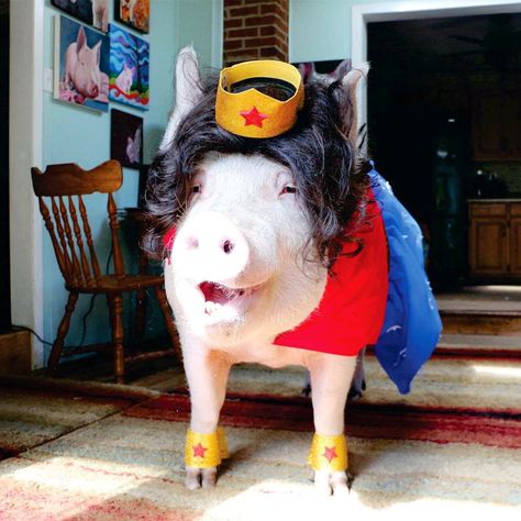 Esther The Wonder Pig is the Perfect Wonder Woman in our Wonder Woman Costume!!❤️❤️❤️ Dog Mom Quotes, Dog Lover Quotes, Woman Costume, Cute Piglets, Wonder Woman Costume, Funny Decals, This Little Piggy, Pet Fashion, Head Piece