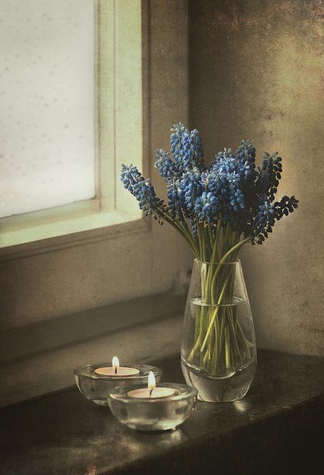 Blue Print featuring the photograph Blue Grape Hyacinth Flowers And Lit Candles At The Window by Jaroslaw Blaminsky Grape Hyacinth Aesthetic, Hyacinth Aesthetic, Blue Hyacinth, Grape Hyacinth, Hyacinth Flowers, Window Art, Aesthetic Vintage, Blue Aesthetic, Blue Print