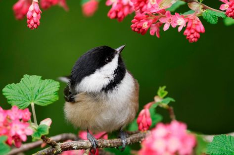 How to Photograph the Backyard Birds of North America - Nature TTL Making Money With Photography, Creative Macro Photography, South Africa Photography, Macro Photography Flowers, Africa Photography, Macro Flower, Reflection Photography, Underwater Photographer, Beautiful Flowers Photos