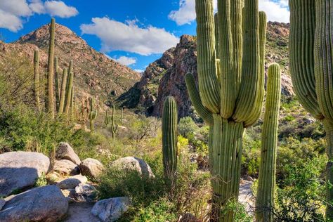 From the cactus-clad foothills of Catalina State Park to the forests atop Mount Lemmon, there's an variety of hiking options near Tucson. Arizona Ghost Towns, Oregon Hiking, Visit Oregon, Oregon Road Trip, Telluride Colorado, Scenic Road Trip, Estes Park Colorado, Waterfall Hikes, Hiking Guide