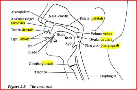 Speech Organs Types Of Speech, Linguistics Study, Neet Notes, Emergent Literacy, Human Digestive System, Speech Articulation, Soft Palate, Math Writing, Speech Path