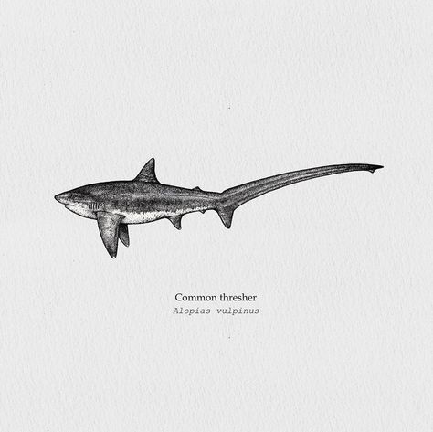 #threshershark #sharkdrawing #commonthresher  #wildlife #drawinblack_ #moodofdrawing #marineart #freedoms #sharks #tattooideas Shark Pottery, Sea Tattoos, Shark Tooth Tattoo, Shark Stuff, Thresher Shark, Shark Painting, Realism Tattoos, Shark Photos, Shark Drawing