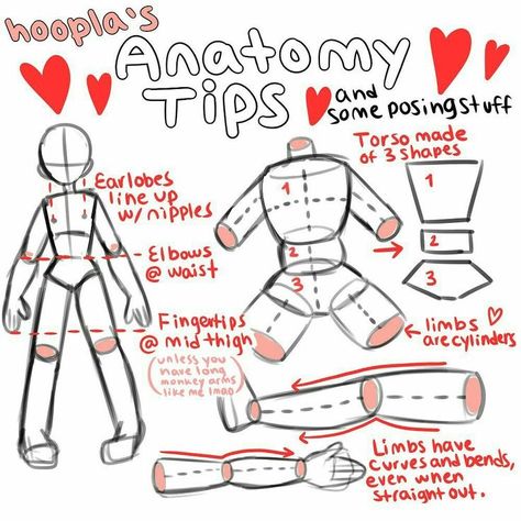 Simple Anatomy For Beginners, Basic Body Structure Drawing, Anime Body Guidelines, Body Guidelines, Guide Lines For Body Drawing, Anatomy Rules Drawing, Art Tips Anatomy Female, Drawing Guidelines, Anatomy Pose