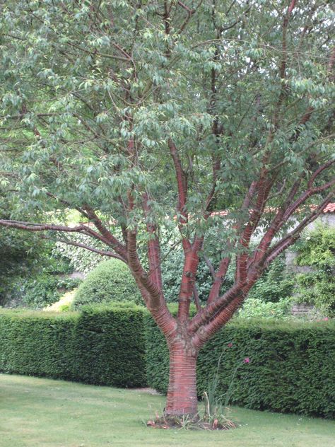 Prunus serrula Zone 5, Ornamental Trees, Diy Landscaping, Birch Bark, Front Garden, Google Images, Garden Design, Tree Trunk, Cherry