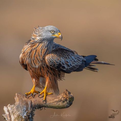 🎉CONGRATULATIONS🎉 ✨Birder of the day ➡️ @anke_kneifel ✨Bird of the Day ➡️ Red Kite ✨Location ➡️ Germany…