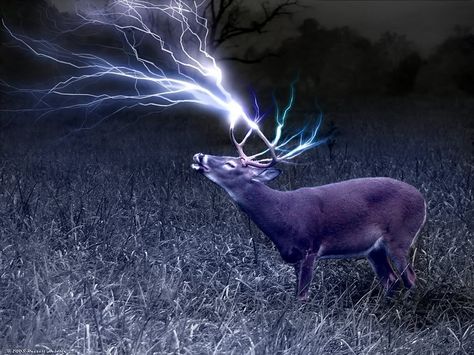 HO....CRAP!!!!!! Hunting Backgrounds, Hunting Wallpaper, Whitetail Deer Pictures, Whitetail Hunting, Deer Wallpaper, Deer Pictures, Whitetail Bucks, Hunting Life, Creature Artwork