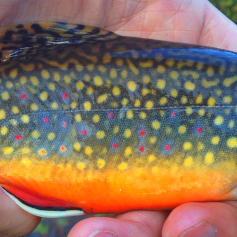 Brook trout fly fishing in Utah. #reellife #gearthatfitsyourlifestyle www.reellifegear.com Trout Pictures, Trout Species, Trout Painting, Fish Photos, Fish Pictures, Trout Art, Fly Fishing Art, Trout Fishing Tips, Fishing Art