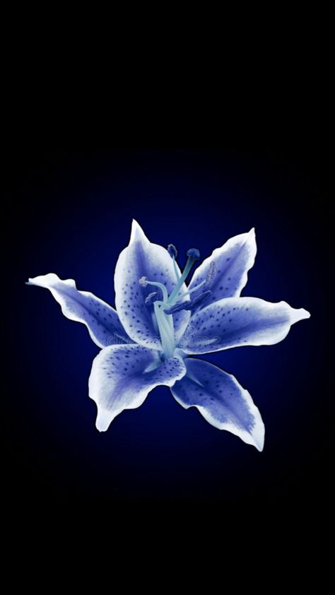 Blue flower black wallpaper trending hibiscus Flower Lockscreen, Black Flowers Wallpaper, Plain Wallpaper Iphone, Flowers Black Background, Dark Blue Flowers, Blue Flower Wallpaper, Pretty Phone Wallpaper, Flower Iphone Wallpaper, Nothing But Flowers