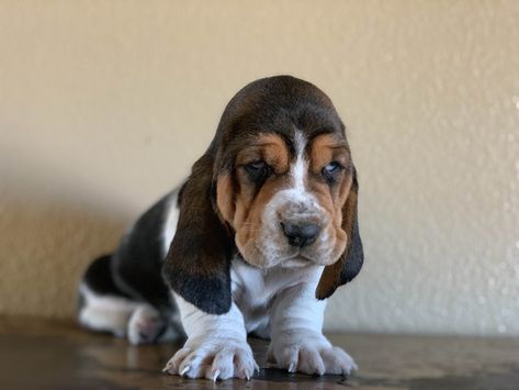 Angeli Skalberg Has Basset Hound Puppies For Sale In Craig, CO On AKC PuppyFinder Basset Hound For Sale, Basset Hound Breeders, Miniature Basset Hound, Hound Tattoo, Baby Basset Hound, Puppy Pfp, Basset Hound Puppies, Sketches Nature, Hound Dog Puppies