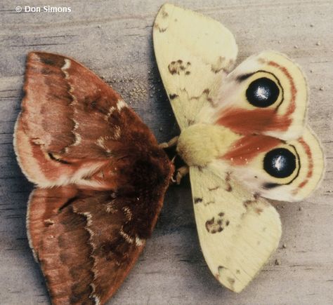 Image Gallery | Butterflies and Moths of North America Moth Character Art, Lo Moth, Moth Character, Character Art Male, Io Moth, Iris Eye, Art Male, Creepy Crawlies, Arthropods