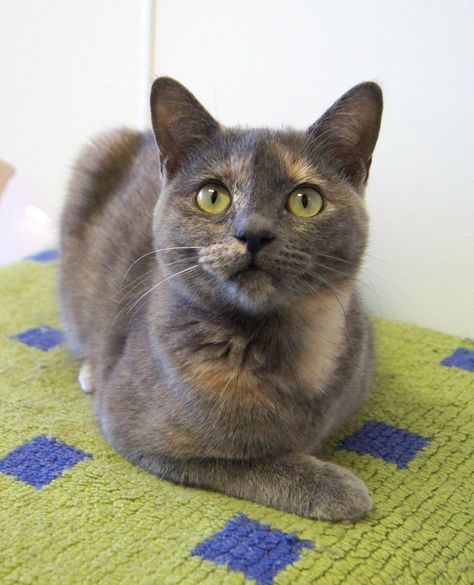 Gray Tortoiseshell Cat, Gray Calico Cat, Grey Calico Cat, Grey Tortoiseshell Cat, Dilute Tortie, Dilute Calico, Tortie Cats, Tortie Cat, Snub Nose