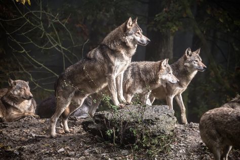 pack of wolf during daytime wolf pack #daytime #timberwolf Bad Mergentheim #tierpark #wildpark #wolf #dog #animal #carnivore #mammal #nature #2K #wallpaper #hdwallpaper #desktop Wolf Pack Wallpaper, North American Animals, Wolf Poster, 2k Wallpaper, Wolf Stuff, Wolf Photography, Wolf Pup, Wolf Photos, Wolf Spirit Animal