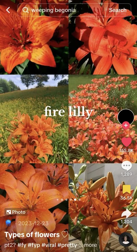 Lily Types, Different Types Of Lilies, Types Of Lilies, Fire Lily, Types Of Flowers, Different Types, Lily, Orange, Flowers